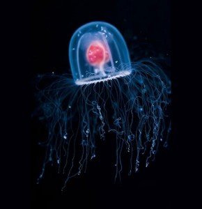 Immortal Jellyfish - Turritopsis Nutricula