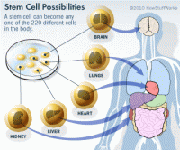Stem Cell Treatments
