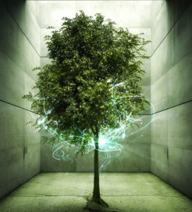 Tree of immortality